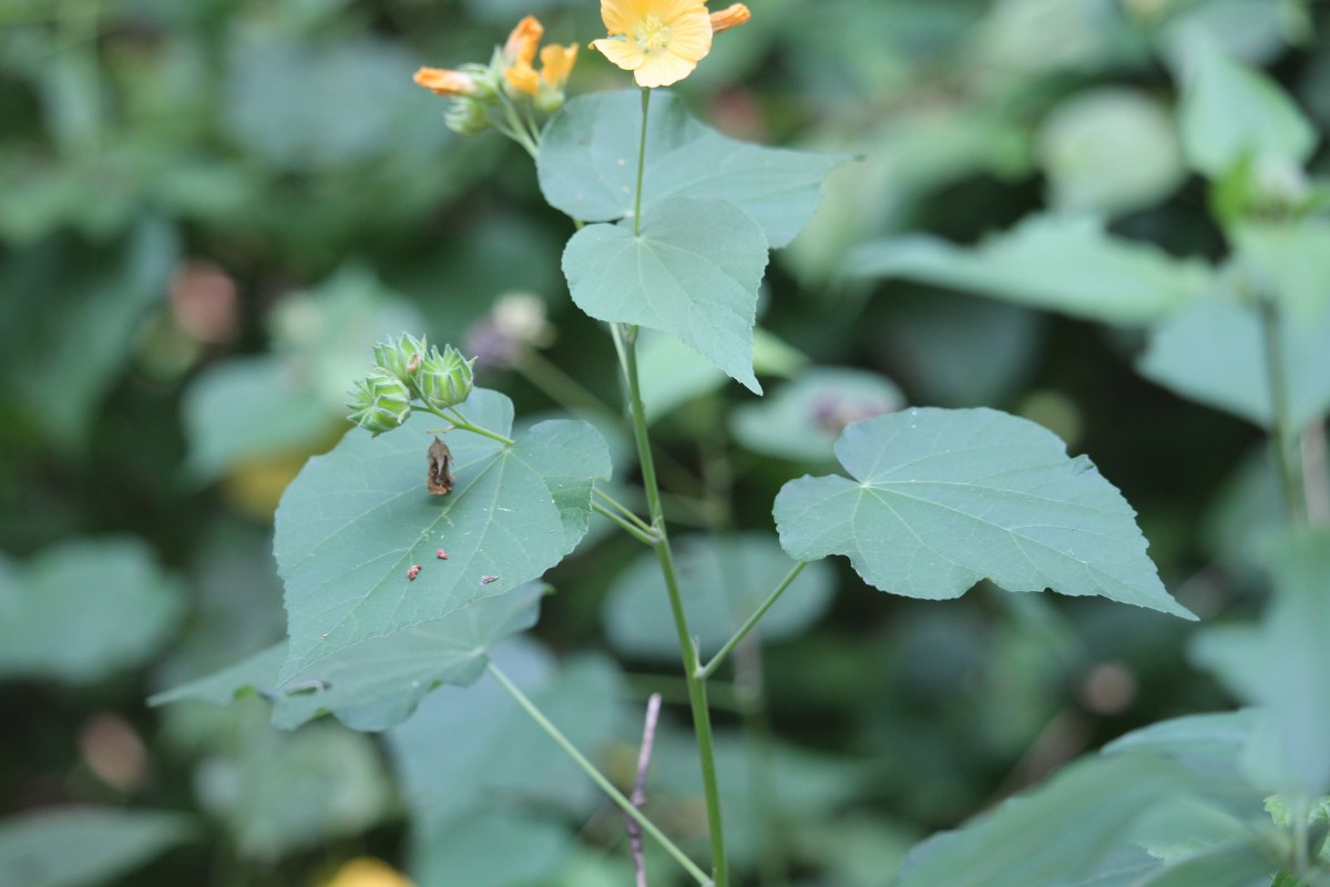 Abutilon subumbellatum Philcox